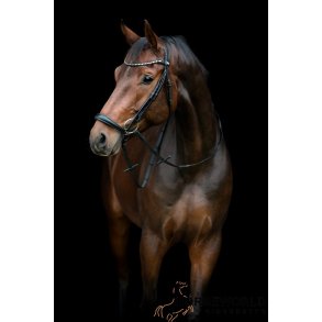 HG Cryll 25.2 Trense m.  Hannoveransk Nsebnd - Sort