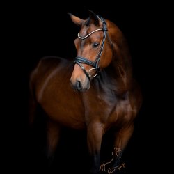 SD Design Rapsody Rundsyet Trense - Sort/Sort