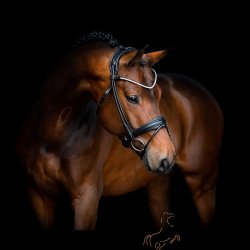 SD Design Rapsody Rundsyet Trense - Sort/Sort