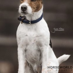 Kentucky Plaited Nylon Hundehalsbnd - Navy