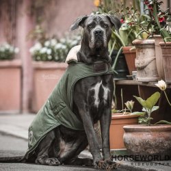 Kentucky Dog Coat Hundedkken Vandtt - Olive Green