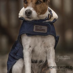 Kentucky Dog Rug Hundedkken - Navy