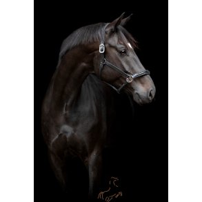 Catago Novi 24.2 Ldergrime - Sort