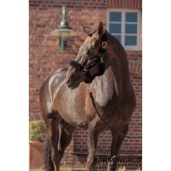 Eskadron Heritage Girth Complete Plys Grime - Black Truffle