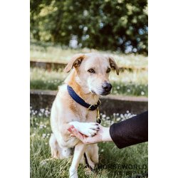 Kentucky Hundesnor Plaited Nylon 120 cm - Navy