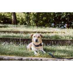 Kentucky Plaited Nylon Hundehalsbnd - Navy