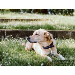 Kentucky Plaited Nylon Hundehalsbnd - Navy