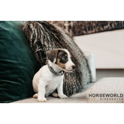 Kentucky Velvet Hundehalsbnd - Light Blue